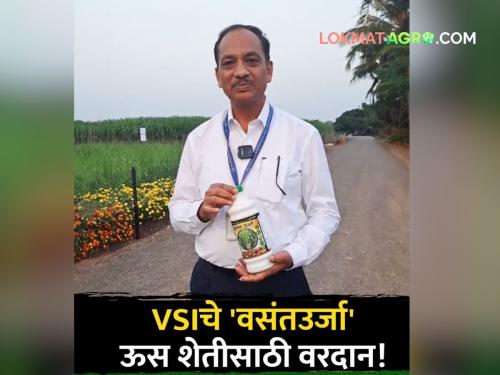 Benefits of 'Vasanturja' inpur sugarcane Increase in production up to 35 percent vasantdada sugar institute | 'वसंतउर्जा'चे उसासाठी फायदेच फायदे! उत्पादनात ३५ टक्क्यापर्यंत वाढ