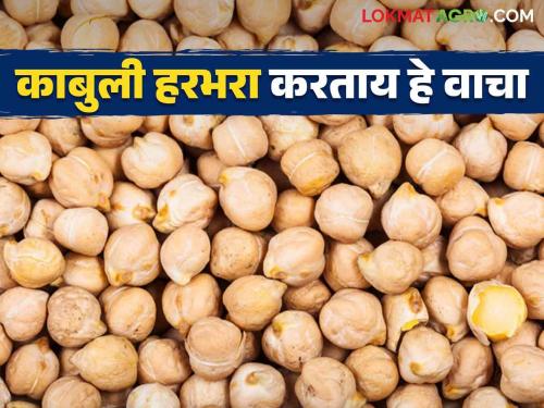 Kabuli Harbhara Lagvad : Here are some simple tips to increase production of Kabuli gram chick pea.. Read more | Kabuli Harbhara Lagvad : काबुली हरभऱ्याचे उत्पादन वाढविण्यासाठी ह्या आहेत सोप्या टिप्स.. वाचा सविस्तर