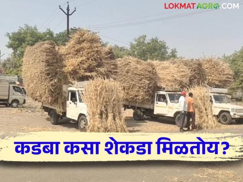 Market Price of Mangalvedha Kadaba Dry Fodder in Sangola Livestock market | Dry Fodder मंगळवेढ्याच्या कडब्याने जनावरांच्या बाजारात खाल्ला भाव