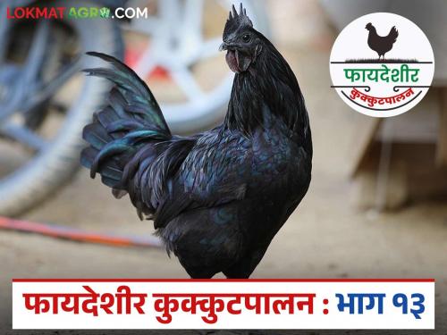 Latest News Kadaknath Kombdi How is Kadaknath chicken business most Popular see details | Kadaknath Kombdi : कडकनाथ कोंबडीचा व्यवसाय सर्वात फायदेशीर कसा ठरतो? जाणून घ्या सविस्तर 