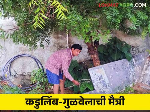 Latest News 500 Gulvela plantation under neem trees by teacher Read in detail  | Agriculture News : कडुलिंब-गुळवेलाची मैत्री, शिक्षकाने जोपासली, नेमकी कशी? वाचा सविस्तर 