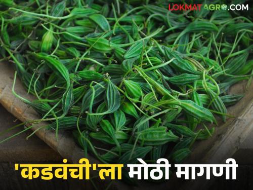 Kadvanchi Ranbhaji : There is a huge demand for kadvanchi vegetables during the rainy season; How are they beneficial for health? | Kadvanchi Ranbhaji : पावसावर येणाऱ्या कडवंची रानभाजीला मोठी मागणी; कसे होतात आरोग्याला फायदे?