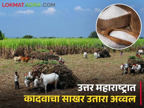 Latest News In North Maharashtra, sugar production of Kadwa was top four quintal sugar production | उत्तर महाराष्ट्रात कादवाचा साखर उतारा ठरला अव्वल, चार लाख क्विंटल साखरेची निर्मिती