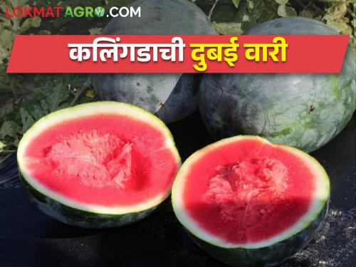 Roha farmer Keshav's watermelon demand in Dubai | रोह्याचे शेतकरी केशवराव यांच्या कलिंगडाला दुबईत मागणी