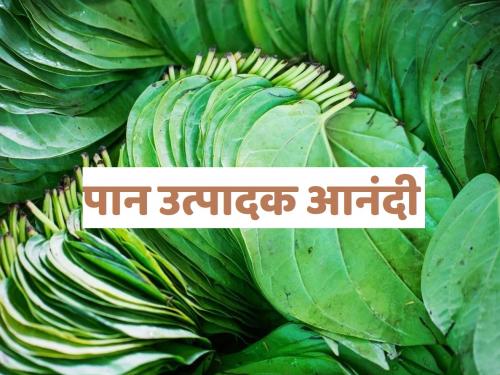 Ganapati Bappa this year to leaf growers | पान उत्पादकांना यंदा गणपती बाप्पा पावला