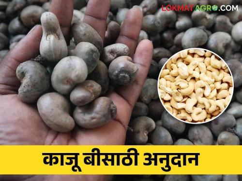 Farmers will get government subsidy for cashew seeds | Cashew Seed Subsidy: काजू बीसाठी शेतकऱ्यांना मिळणार एवढे शासन अनुदान