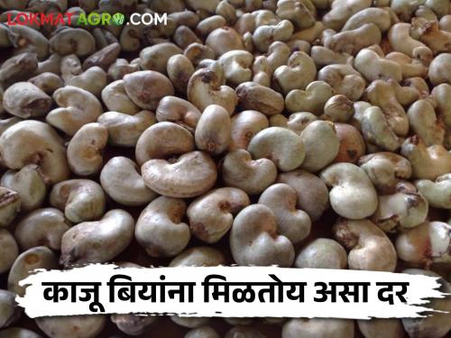 This Cashew Market Turnover of 50 crores from the sale of cashew seeds | Cashew Market या बाजारात काजू बियांच्या विक्रीतून ५० कोटींची उलाढाल