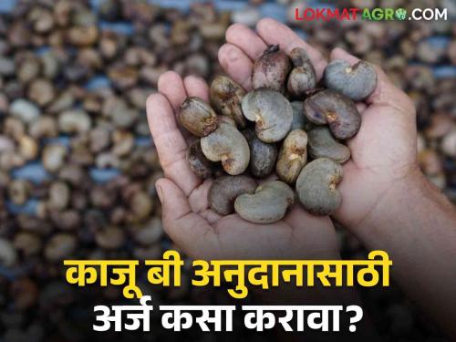 Latest News How to Apply for Cashew Seed subsidy Know the complete process  | Cashew Seed Subsidy : काजू बी अनुदानासाठी अर्ज कसा करावा? जाणून घ्या संपूर्ण प्रक्रिया 