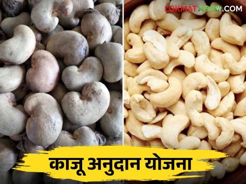 Kaju Bee Anudan Yojana : Extension of cashew seed subsidy scheme for cashew farmers Read more | Kaju Bee Anudan Yojana : काजू उत्पादक शेतकऱ्यांसाठी काजू बी अनुदान योजनेला मुदतवाढ वाचा सविस्तर