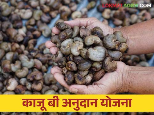 Latest News Cashew farmers should submit applications for cashew seed subsidy, read details  | Agriculture News : काजू उत्पादक शेतकऱ्यांनी काजू बी अनुदानासाठी अर्ज सादर करावेत, वाचा सविस्तर 