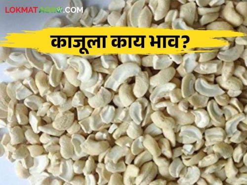 Cashew price sustained in Mumbai market, todays Kaju market price Read in detail  | Cashew Price : मुंबई बाजारात काजू दर टिकून, मागील आठवड्यात काय दर मिळाला? वाचा सविस्तर 