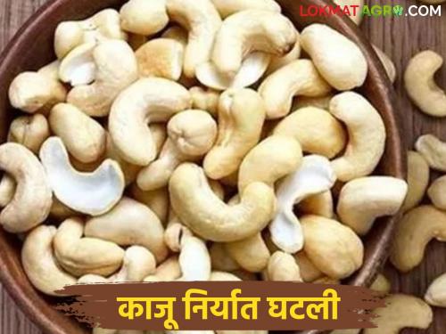 Latest News India's cashew export declined by how much percent in 15 years Read in detail | Kaju Niryat : 15 वर्षांत भारताची काजू निर्यात किती टक्क्यांनी घटली? वाचा सविस्तर 