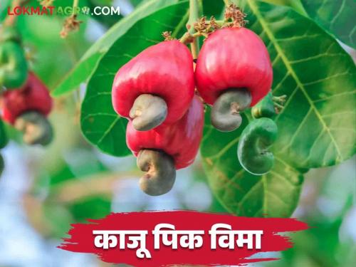 Kaju Pik Vima : How to get insurance if cashew crop is damaged due to unseasonal rain and hailstorm | Kaju Pik Vima : अवेळी पाऊस व गारपीटीने काजू पिकाचे नुकसान झाले तर कसा मिळेल विमा