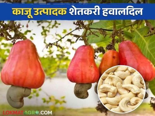 No subsidy, no fruitcrop insurance address Cashew farmer Havaldil | ना अनुदान, ना फळपीक विम्याचा पत्ता काजू उत्पादक शेतकरी हवालदिल