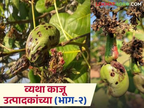 Cashew crop is becoming more expensive day by day; along with the tea mosquito, now the fruit fly has arrived | काजू पिक दिवसेंदिवस बनत आहे खर्चिक; टी मॉस्क्युटो बरोबरच आता फळमाशी ही आली