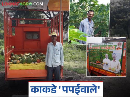 Earned 12 lakhs from papaya on 1.25 acres by finding the market on his own; Success story of 'Papaiwale Kakade' | स्वतःच बाजारपेठ शोधत सव्वा एकरातील पपईतून कमविले १२ लाख; 'पपईवाले काकडे' यांची यशकथा