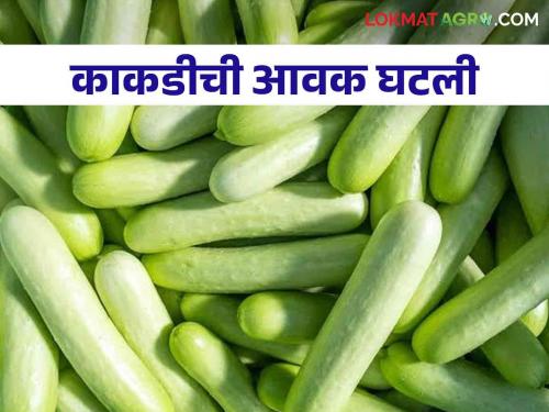 Cucumber Market: Cucumber inflow decreased; Read more about rate increase | Cucumber Market : काकडीची आवक घटली; दर वाढले वाचा सविस्तर