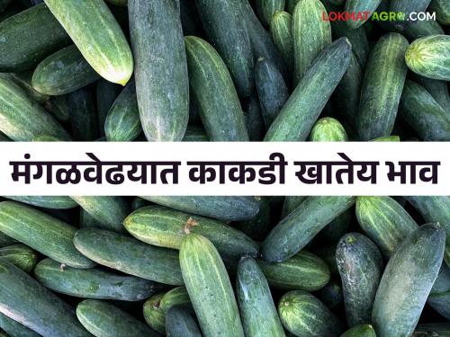 Cucumber Market: Highest import of cucumber in Pune | Cucumber Market : काकडीची सर्वाधिक आवक पुण्यात