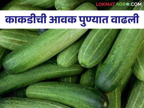 Cucumber Market: What is the price of cucumber? | Cucumber Market : काकडीचा काय भाव?