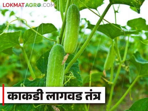 Kakadi Lagwad : Planning to cultivation cucumbers? Important tips for cultivation | Kakadi Lagwad : काकडी लागवडीचे नियोजन करताय? लागवडीसाठी महत्वाच्या टिप्स