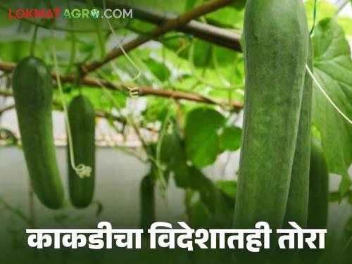 Latest News Successful farming of cucumber in Shednet by farmers through contract farming | Kakdi Farming : काकडी शेतीतुन एकरी अडीच लाख रुपयांचा नफा, नंदुरबारच्या शेतकऱ्यांची करार शेती 