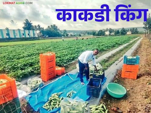 Sakharam cultivated 30 gunta of cucumber by market time study .. Read how much profit he got | Success story: बाजारातील अचूक वेळ साधत सखाराम यांनी केली काकडीची शेती.. वाचा किती मिळाला नफा