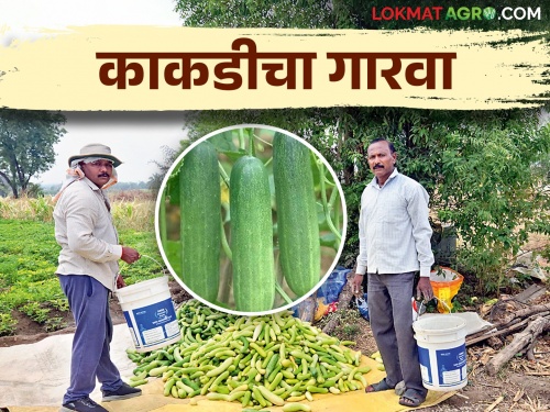 Summer cucumber gave economic boost to Nimsakhar farmer nandkumar | उन्हाळी काकडीने निमसाखरच्या शेतकऱ्याला दिला आर्थिक गारवा