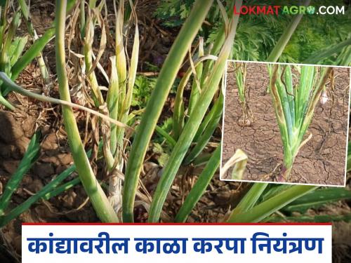 Latest news kanda Kala Kapra Black spot disease outbreak on onion crop, take these steps to control | Onion Black Rot : कांदा पिकावर काळा करपा रोगाचा प्रादुर्भाव, असा करा बंदोबस्त 