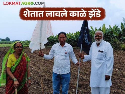 Latest News Ndcc bank Nashik District Bank loanee farmers put up black flags in fields, read in detail | नाशिक जिल्हा बँकेच्या कर्जदार शेतकऱ्यांनी शेतात लावले काळे झेंडे, वाचा सविस्तर 