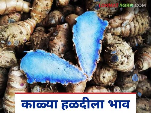 Halad Market: latest news Halad crosses 14,000 quintal arrival in the washim market read in details | Halad Market: रखरखत्या उन्हात हळदीने १४ हजार क्विंटलचा टप्पा ओलांडला; वाचा सविस्तर