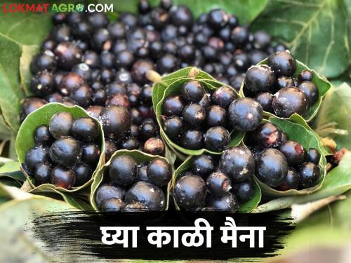 In summer, the healthy karonda fruit get good market price | उन्हाळ्यात आरोग्यदायी डोंगराची काळी मैना खातेय भाव