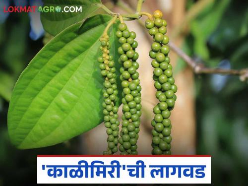 How to cultivated queen of spices 'black pepper' spice crop; Read in detail | मसाल्याची राणी म्हणून ओळखल्या जाणाऱ्या 'काळीमिरी'ची लागवड कशी केली जाते? वाचा सविस्तर