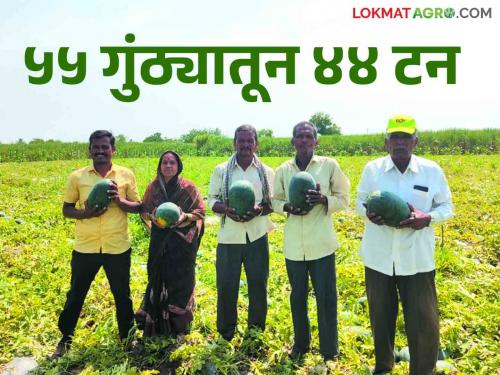 Farmer Success Story Farmer Kiran's hard work; Income of five lakhs from a quarter acre of watermelon | Farmer Success Story किरणच्या कष्टाचे फळ; सव्वा एकर कलिंगडातून पाच लाखांचे उत्पन्न