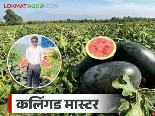 With determination and hard work, watermelon farming was profitable even in a storm; Read in detail | जिद्द आणि मेहनतीच्या जोरावर वादळ वाऱ्यात सुद्धा केली फायद्याची कलिंगड शेती; वाचा सविस्तर