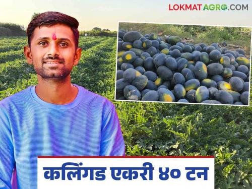 Without chasing a job watermelon was cultivated in a modern way; 40 tons of production was obtained per acre | नोकरीच्या मागे न लागता केली कलिंगडाची आधुनिक पद्धतीने शेती; घेतले एकरी ४० टन उत्पादन