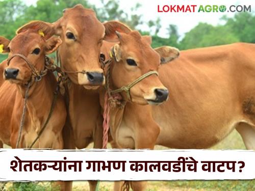 Agriculture News state government Gabhan Kalawad allocation scheme see real case | Agriculture News : सरकारच्या गाभण कालवड वाटपाचे गौडबंगाल, नेमकं प्रकरण काय? 