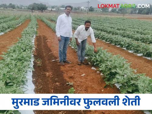Latest news Kalwan farmer flourished brinjal farm through drip irrigation see details | Success Story : मुरमाड जमिनीत फुलवली शेती, पहिल्याच काढणीला निम्मा खर्च वसूल, वाचा ही यशोगाथा 