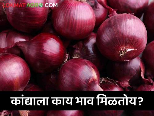 Latest News Kanda Market summer onion price dwon know today's market price  | Kanda Market : उन्हाळ कांदा दरात घसरण, जाणून घ्या आजचे बाजारभाव? 