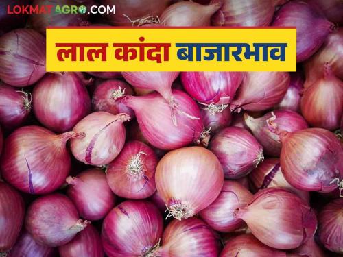 Kanda Market Update 91 thousand quintals of red onion inflow in Nashik district, see kanda bajarbhav | Kanda Market Update : नाशिक जिल्ह्यात लाल कांद्याची 91 हजार क्विंटलची आवक, काय भाव मिळाला? 