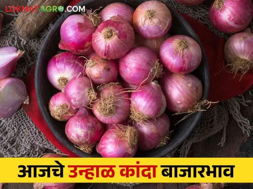 Latest News Kanda Bajarbhav todays onion Market price in Lasalgaon, Solapur, Pimpalgaon Baswant kanda market see details | Kanda Bajarbhav : लासलगाव, सोलापूर, पिंपळगाव बसवंत बाजारात कांद्याला काय भाव? वाचा आजचे बाजारभाव