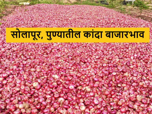 Latest News todays kanda bajarbhav Solapur, Pune, Nashik onion market price | Kanda Bajarbhav : सोलापूर, पुणे, नाशिक बाजारात कांद्याला काय भाव मिळाला? वाचा आजचे बाजारभाव