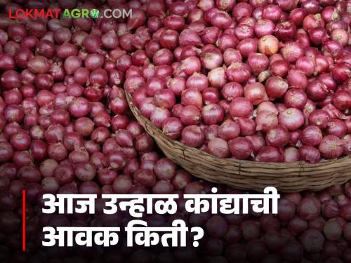 Latest News Kanda Bajarbhav todays Onion Market price in Nashik Ahmednagar, Solapur district Know in detail | Kanda Bajarbhav : अहमदनगर, सोलापूरपेक्षा नाशिक जिल्ह्यात कांदा बाजारभाव कसे? जाणून घ्या सविस्तर