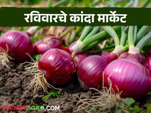 latest news Kanda bajar Bhav Onion market prices in maharashtra kanda market on Sunday, June 15, read in detail | Kanda Market : 'या' जिल्ह्यात कांदा दरात अजूनही सुधारणा नाही, वाचा आजचे बाजारभाव