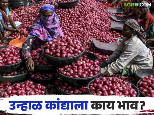 Latest News Kanda Bajarbhav red onion market price in Solapur and Lasalgaon kanda market, see details | Kanda Bajarbhav : सोलापूर आणि लासलगाव बाजारात लाल कांद्याला काय भाव मिळाला, वाचा आजचे बाजारभाव