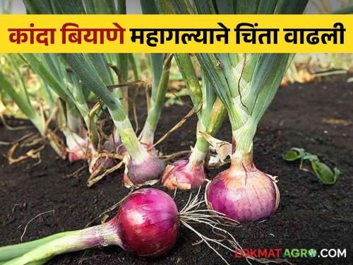 Agriculture News: Onion seeds at 2 thousand! | Agriculture News : कांदा बियाणे २ हजारावर !