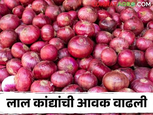 Latest News Kanda Bajarbhav Summer onion market price in Lasalgaon-Niphad market, know in detail | Kanda Bajarbhav : लासलगाव-निफाड मार्केटमधील उन्हाळ कांदा बाजारभाव, जाणून घ्या सविस्तर