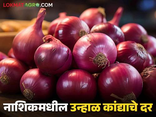 Latest News Kanda Bajarbhav Onion arrival increased in solapur district today, see nashik kanda market | Kanda Bajarbhav : आज 'या' जिल्ह्यात कांद्याची आवक वाढली, वाचा आजचे बाजारभाव