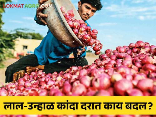 Latest News Todays Onion Market price in solapur market yard check here details |  Kanda Bajarbhav : सोलापूर बाजारात लाल कांद्याला काय दर मिळाला? वाचा आजचे बाजारभाव 