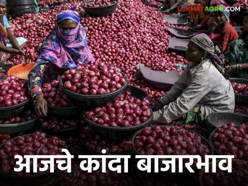 Latest News Kanda Bajarbhav Arrival of red onion in Pune local, Nagar Jalgaon market, read details | Kanda Bajarbhav : पुण्यात लोकल, तर नगर, जळगाव बाजारात लाल कांद्याची आवक, वाचा आजचे बाजारभाव