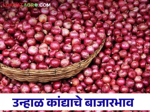 Latest news Kanda Bajarbhav today summer onion price in Nashik Read today's market prices | Kanda Bajarbhav : नाशिकमध्ये उन्हाळ कांद्याला काय भाव मिळाला? वाचा आजचे बाजारभाव